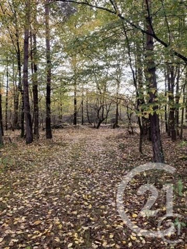 Afficher la photo en grand terrain à vendre - 6446.0 m2 - BOUZY LA FORET - 45 - CENTRE - Century 21 Trois Rois